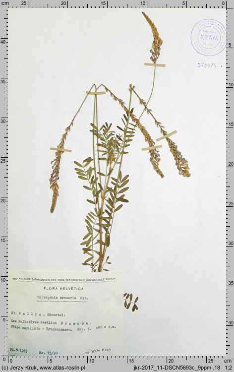 Onobrychis arenaria (sparceta piaskowa)