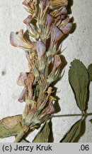 Onobrychis arenaria (sparceta piaskowa)