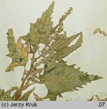 Atriplex calotheca (łoboda zdobna)