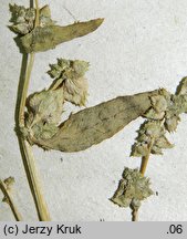 Atriplex calotheca (łoboda zdobna)