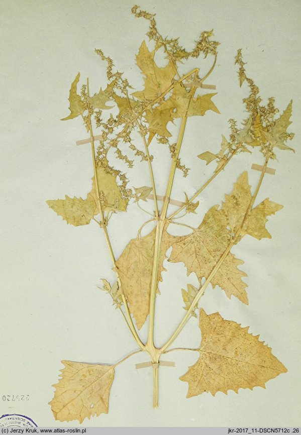 Atriplex calotheca (łoboda zdobna)