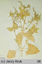 Atriplex calotheca (łoboda zdobna)