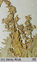 Atriplex calotheca (łoboda zdobna)
