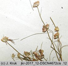 Juncus bulbosus (sit drobny)