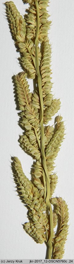 Beckmannia eruciformis (bekmania robaczkowata)