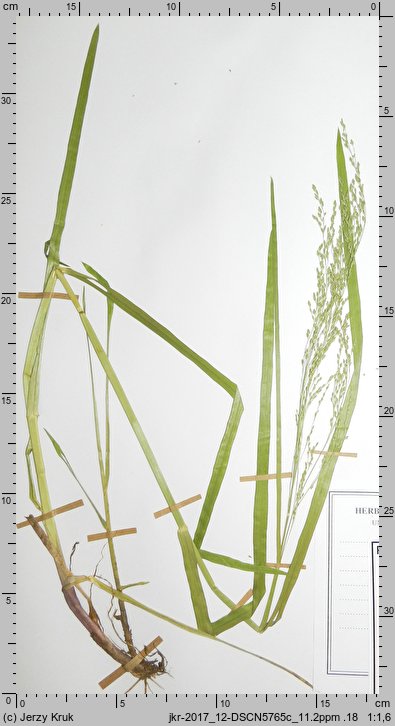 Glyceria striata (manna prążkowana)