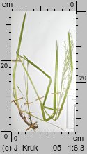 Glyceria striata (manna prążkowana)