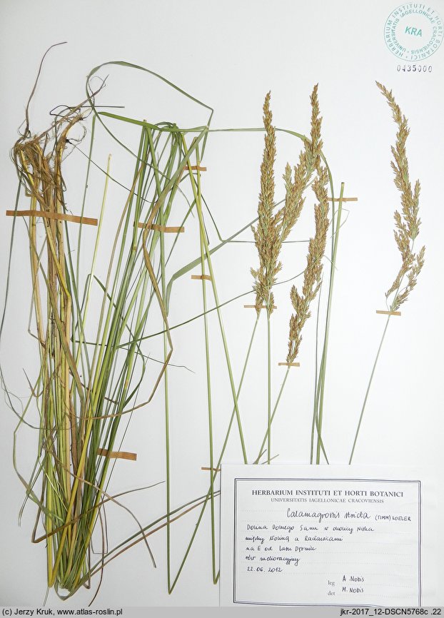 Calamagrostis stricta (trzcinnik prosty)