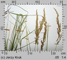 Calamagrostis stricta (trzcinnik prosty)