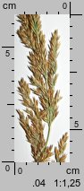 Calamagrostis stricta (trzcinnik prosty)