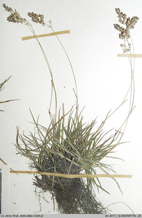 Poa molinerii (wiechlina Molineriego)