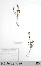 Euphrasia ×vernalis (świetlik wiosenny)