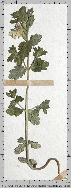 Euphrasia curta (świetlik zwarty)