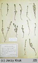 Euphrasia curta (świetlik zwarty)