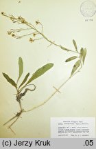 Brassica elongata ssp. integrifolia (kapusta chrzanolistna całolistna)