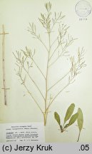 Brassica elongata ssp. integrifolia (kapusta chrzanolistna całolistna)