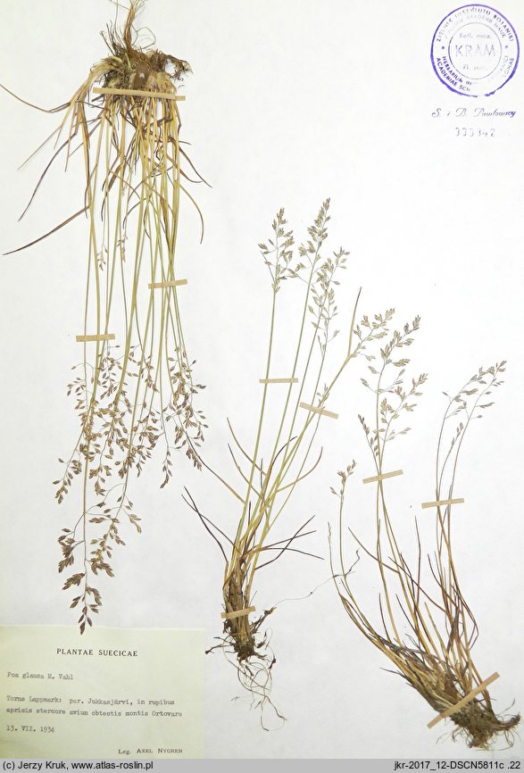 Poa glauca (wiechlina sina)