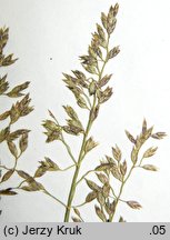 Poa glauca (wiechlina sina)