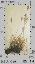 Poa molinerii (wiechlina Molineriego)