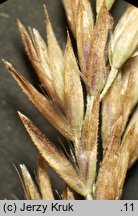 Calamagrostis stricta (trzcinnik prosty)