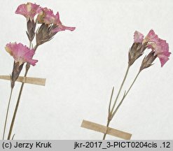 Dianthus nitidus (goździk lśniący)