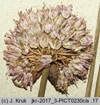 Allium strictum (czosnek sztywny)