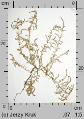 Suaeda maritima (sodówka nadmorska)