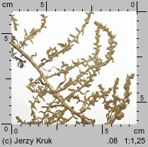 Suaeda maritima (sodówka nadmorska)