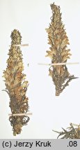 Pedicularis exaltata (gnidosz okazały)