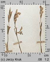 Gladiolus felicis (mieczyk drobnokwiatowy)