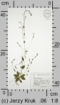 Draba muralis (głodek murowy)