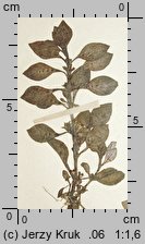 Ludwigia palustris (ludwigia błotna)