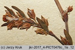 Polygonum oxyspermum s.str. (rdest nadbrzeżny)
