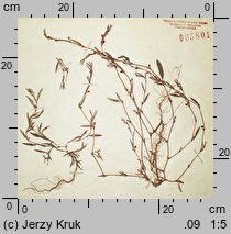 Polygonum oxyspermum s.str. (rdest nadbrzeżny)