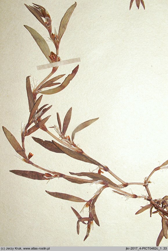 Polygonum oxyspermum s.str. (rdest nadbrzeżny)