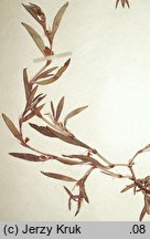 Polygonum oxyspermum s.str. (rdest nadbrzeżny)