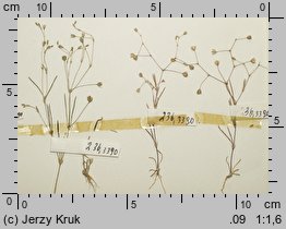 Spergularia segetalis (muchotrzew zbożowy)