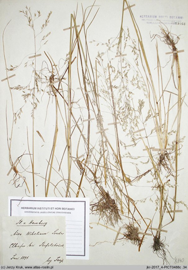 Deschampsia wibeliana