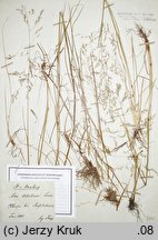 Deschampsia wibeliana