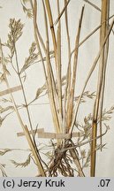 Deschampsia wibeliana