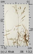 Deschampsia wibeliana