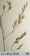 Deschampsia wibeliana