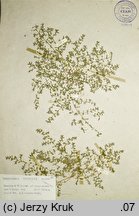 Herniaria polygama (połonicznik wonny)
