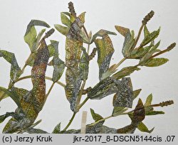 Potamogeton ×nitens (rdestnica lśniąca)