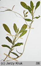 Potamogeton ×nitens (rdestnica lśniąca)
