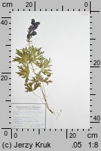Aconitum ×czarnohorense (tojad czarnohorski)
