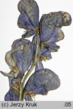 Aconitum ×czarnohorense (tojad czarnohorski)