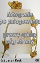 Trifolium striatum (koniczyna kreskowana)