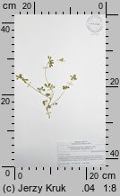 Trifolium striatum (koniczyna kreskowana)