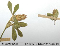 Trifolium striatum (koniczyna kreskowana)